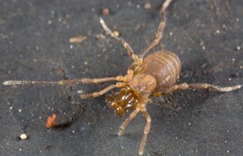 Media type: image; Invertebrate Zoology 138056
